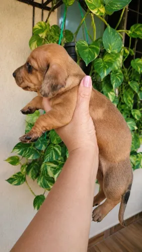 Bassê - Dachshund