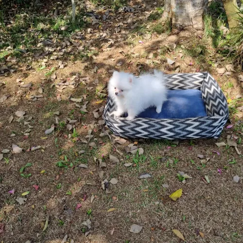 Spitz alemão anão machinho