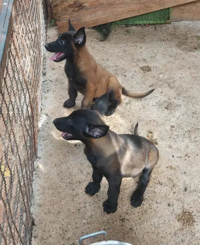 Pastor belga malinois