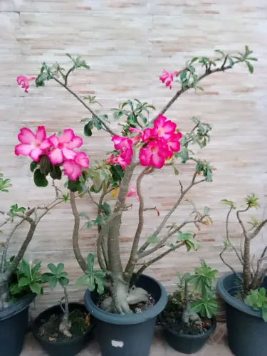 Belíssima e robusta Rosa do Deserto, rosas que encantam o ano todo, linda peça de jardim.
