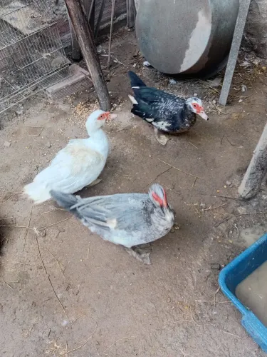 PATOS ADULTOS