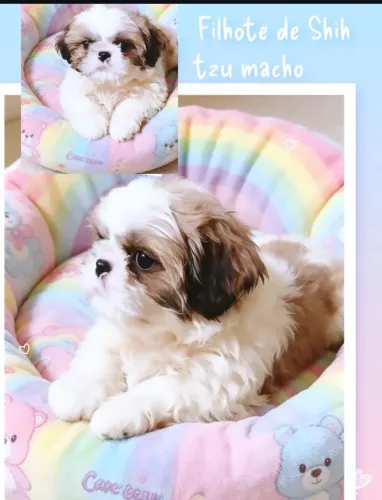 Fofinho. Filhote de Shih tzu macho tricolor, pelagem linda