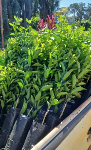 Mudas enxertadas de limão, laranja, mexirica (cítricas). ?