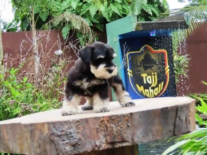 Schnauzer Miniatura Macho Preto e Prata Chip 3703 Tajj Mahall Curitiba Vacina importada