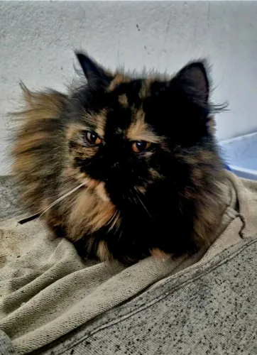 Preciso De Um Gato Persa Macho Femea No Cio