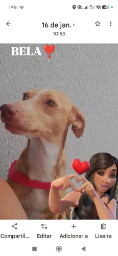 Animais para adoção 