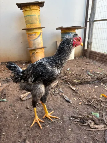 Frango/galo caipira