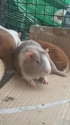Porquinho da Índia 