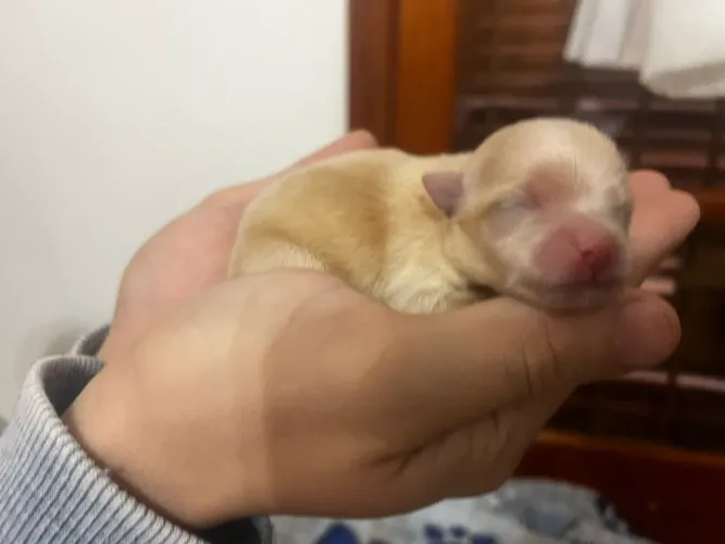 Filhotes de Spitz alemão anão (Lulu)