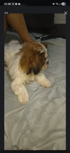 Shitzu 4 meses