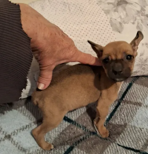 Pinscher Miniatura Zero Com Chihuahua Mini Fêmea Pequenininha