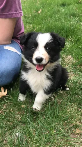 Encontre Seu Parceiro Perfeito Boder collie fêmea