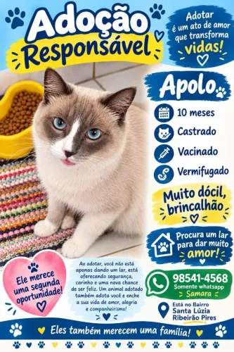 ?Gato para doar?