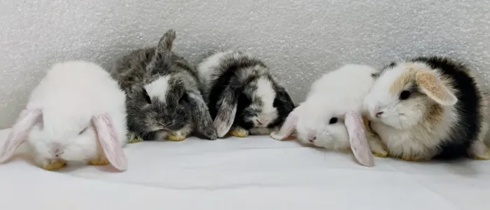 Mini Coelho Mini Lop