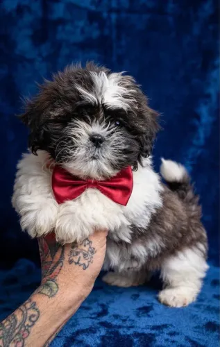 Título: Shih Tzu Bebê Disponível para Reserva
