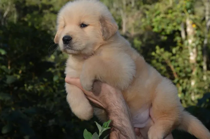 Golden Retriever filhotes fortes