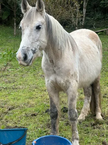 Cavalo