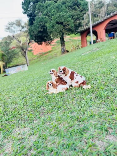 Cavalier king
