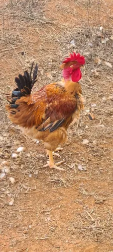 Frango Galo pescoço pelado PSC