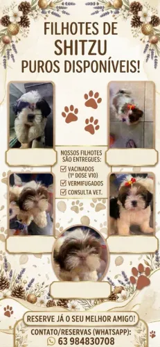 Filhotes de shitzu