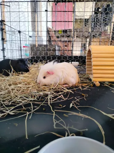 Cercado para Porquinho-da-Índia, Coelhos e Pequenos Animais tela aramada