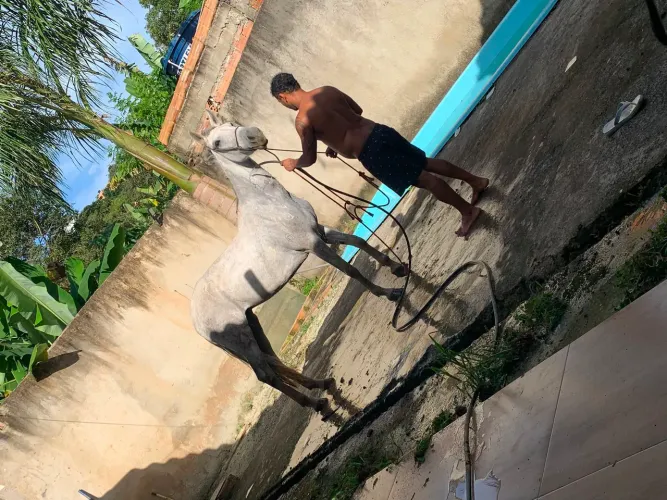 Égua manga larga