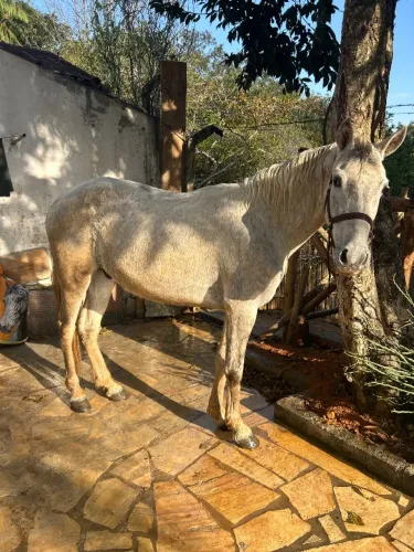 Cavalo