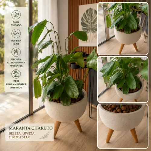 vaso da Leroy Merlin + maranta charuto (planta de verdade)