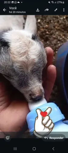 Mini cabras ,mini porcos ,mini pone i 