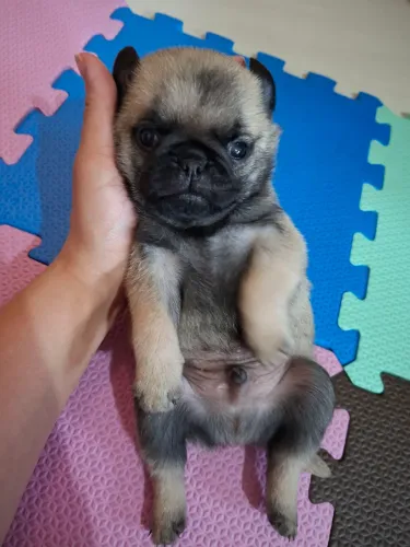 FILHOTES DE PUG ABRICOT