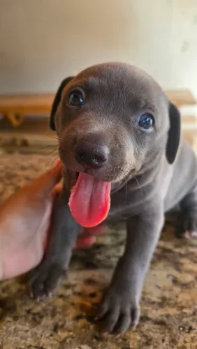 Filhote de Pitbull Cinza Macho