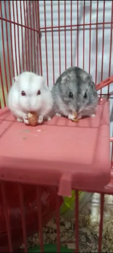 Hamster casal