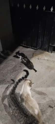 Gatos filhotes para doação