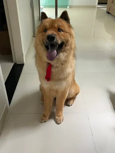 Cachorro Husky com Chow Chow para cruzar