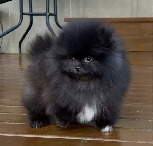 Spitz alemão anão