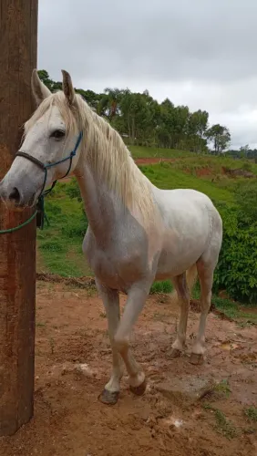 Cavalo panpa de gelo 