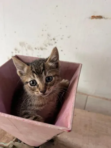 Doação de gatos