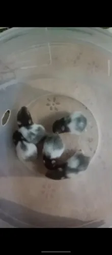 Vendo hamster sírio