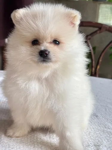 Lulu da pomerania 