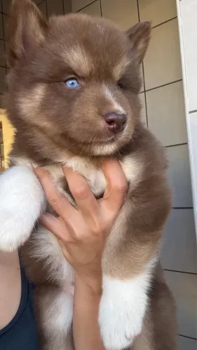 Filhote husky siberiano