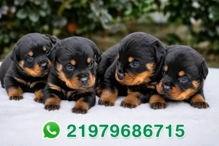 Rottweiler cabeça de touro macho e femea raça pura 