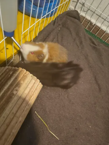 Doação de 2 porquinho da índia