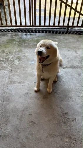 Cachorro Husky Siberiano