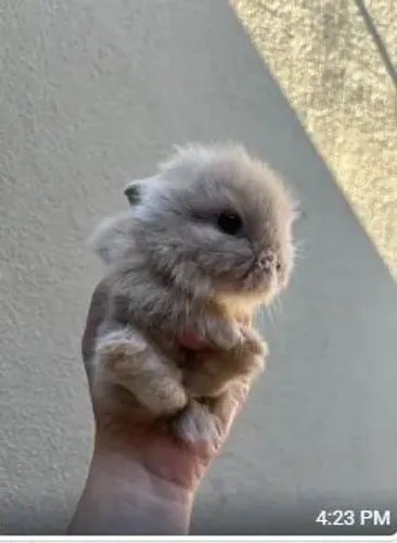 Hamster, coelhos, acessórios, serragem, feno, ração