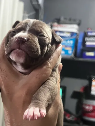 Pitmoster