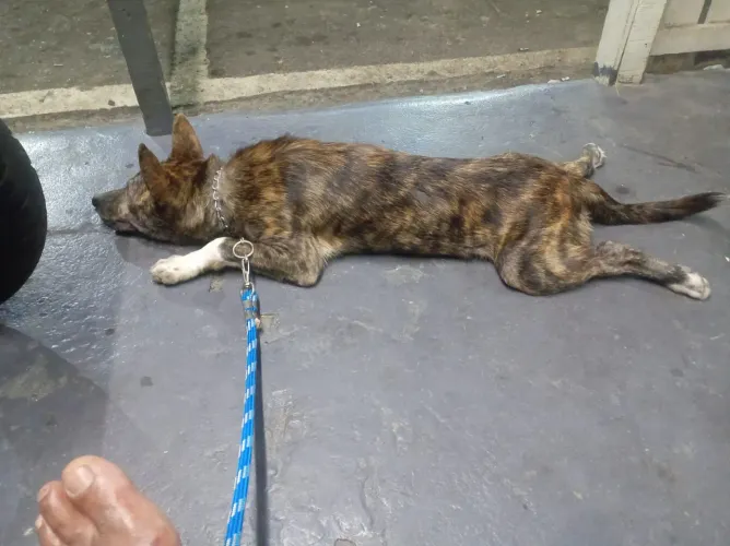 Doa-se cão macho