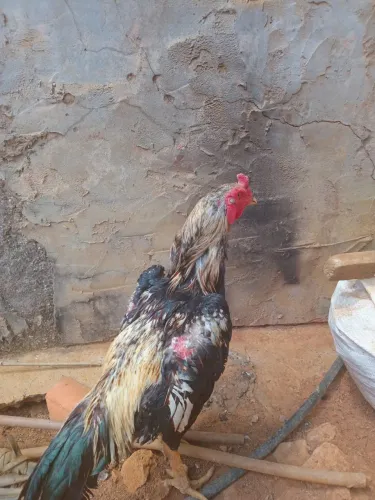 Galo prata
