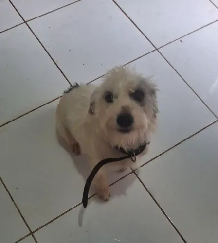 Cachorra castrada (2)