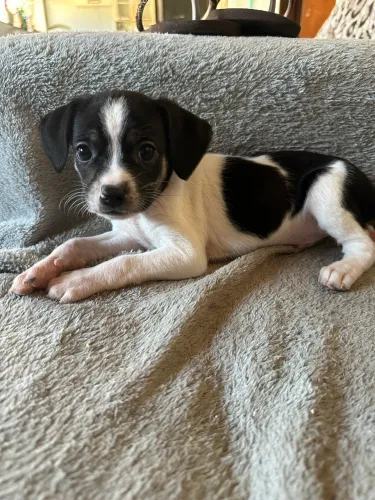 Doação de cachorrinhos bebê