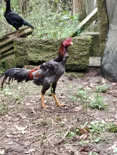 Galos e galinhas indias